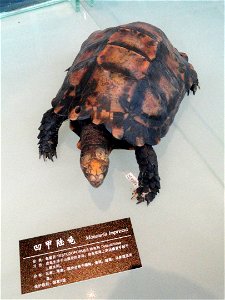 Exhibit in the Kunming Natural History Museum of Zoology (昆明动物博物馆), Kunming, Yunnan, China.