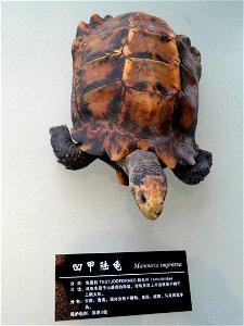Exhibit in the Kunming Natural History Museum of Zoology (昆明动物博物馆), Kunming, Yunnan, China.