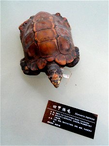 Exhibit in the Kunming Natural History Museum of Zoology (昆明动物博物馆), Kunming, Yunnan, China.