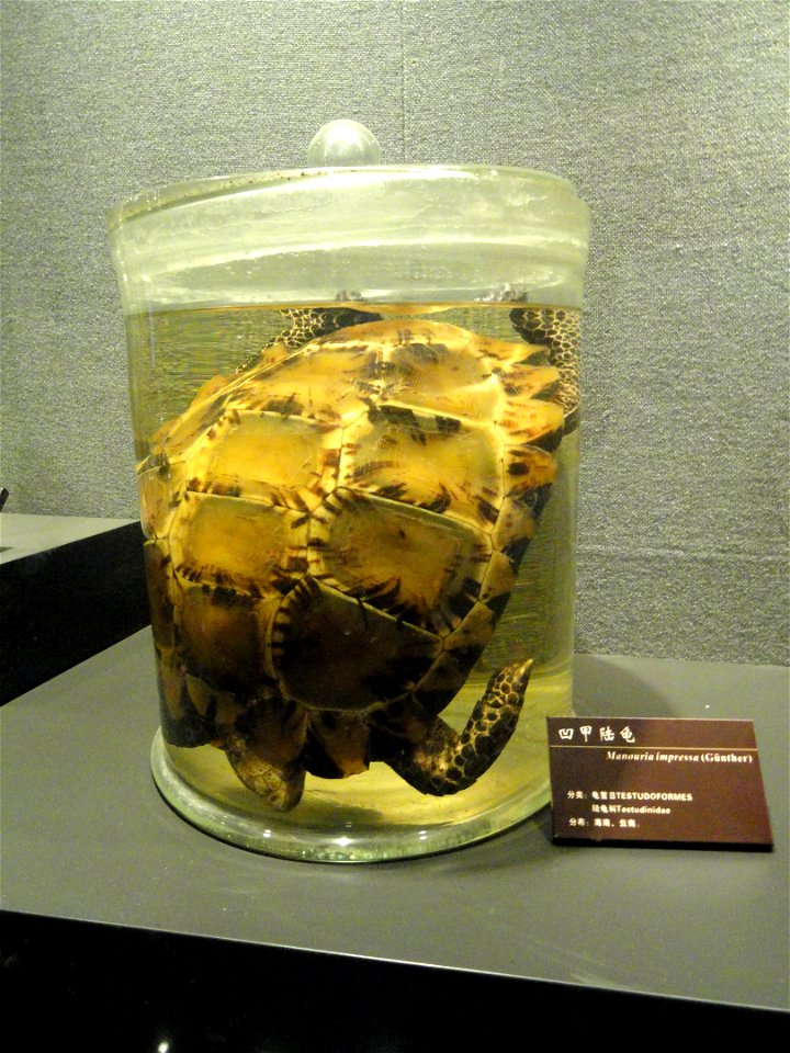 Preserved specimens in the Kunming Natural History Museum of Zoology (昆明动物博物馆), Kunming, Yunnan, China.