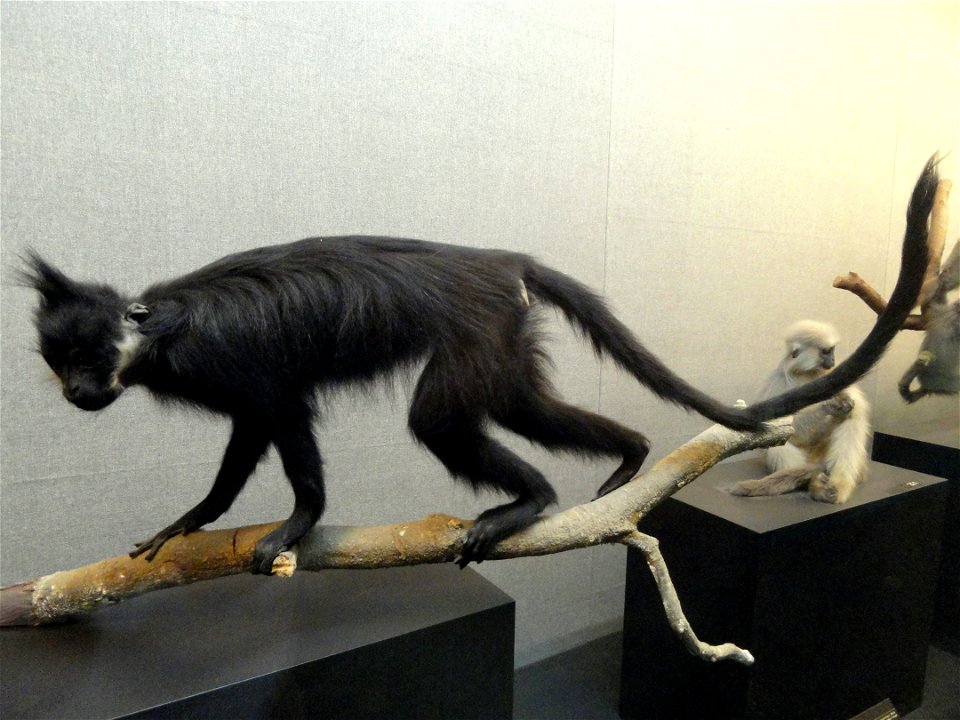 Taxidermy exhibit in the Kunming Natural History Museum of Zoology (昆明动物博物馆), Kunming, Yunnan, China.