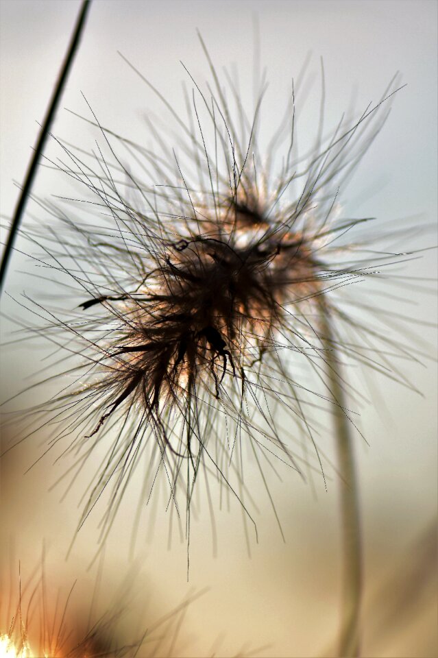 Plant nature meadow