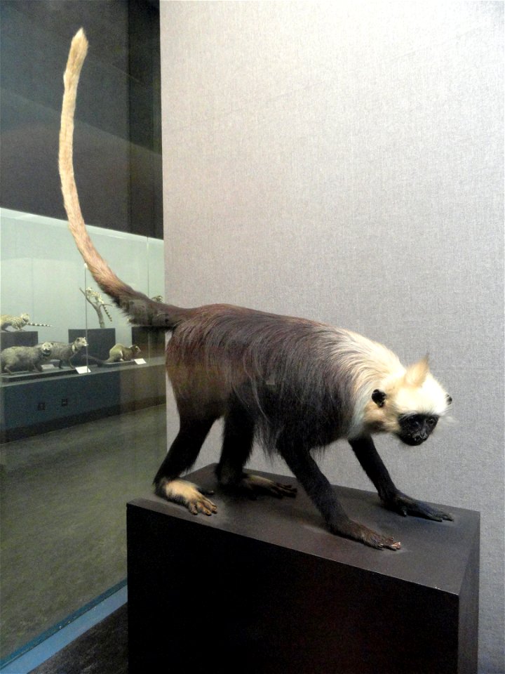 Taxidermy exhibit in the Kunming Natural History Museum of Zoology (昆明动物博物馆), Kunming, Yunnan, China.