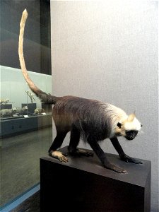 Taxidermy exhibit in the Kunming Natural History Museum of Zoology (昆明动物博物馆), Kunming, Yunnan, China. photo