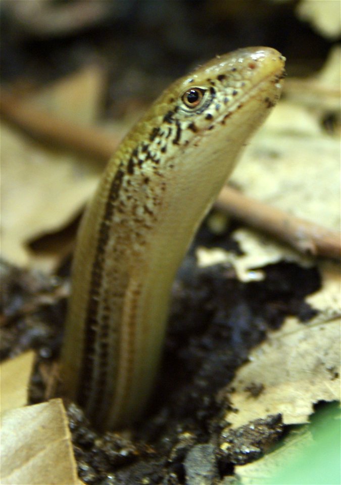 Western Slender Glass Lizard, Ophisaurus attenuatus attenuatus emerging from a burrow in leaf litter. St Louis Zoo