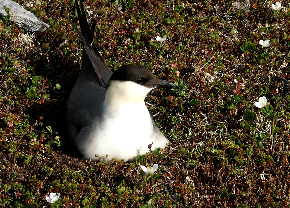 : Long-tailed Jaeger (Stercorarius longicaudus) on Nest