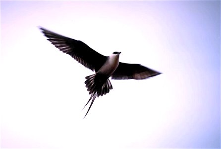 Long-tailed Skua (Stercorarius longicaudus) in flight photo