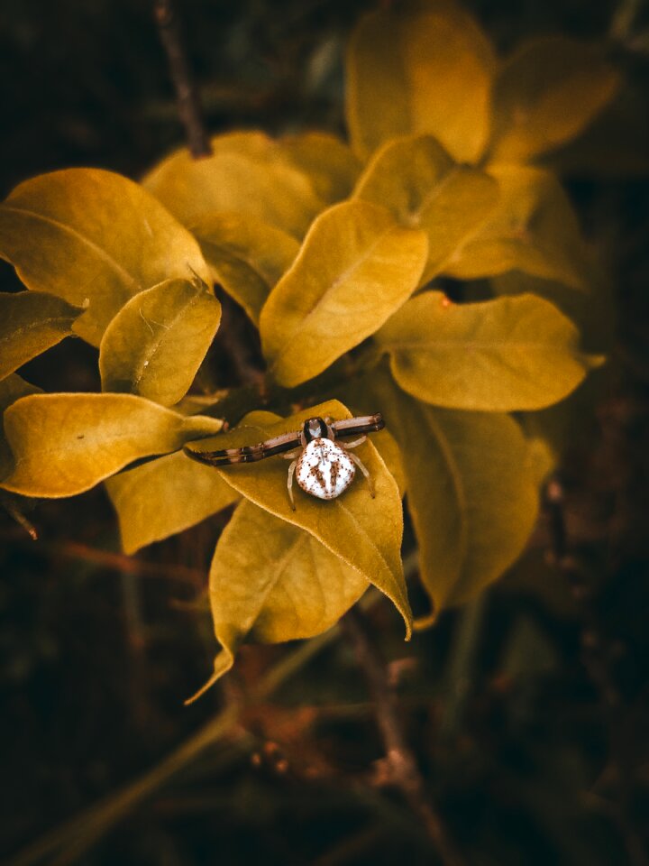 Animal yellow spider