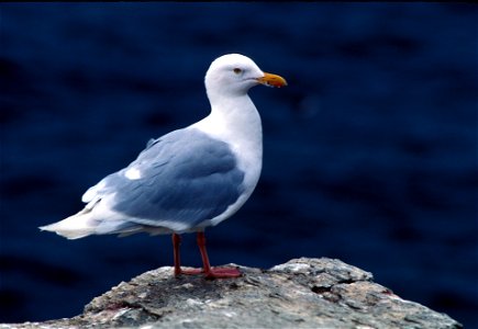 Glaucous Gull Larus hyperboreus, Alaska Maritime NWR. photo