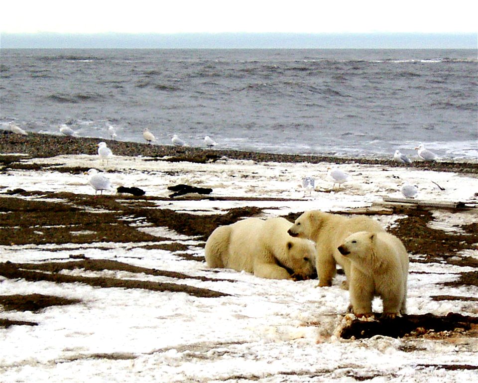1002 Area: Polar Bear sow and two cubs on the Beaufort Sea coast (Ursus arctos).