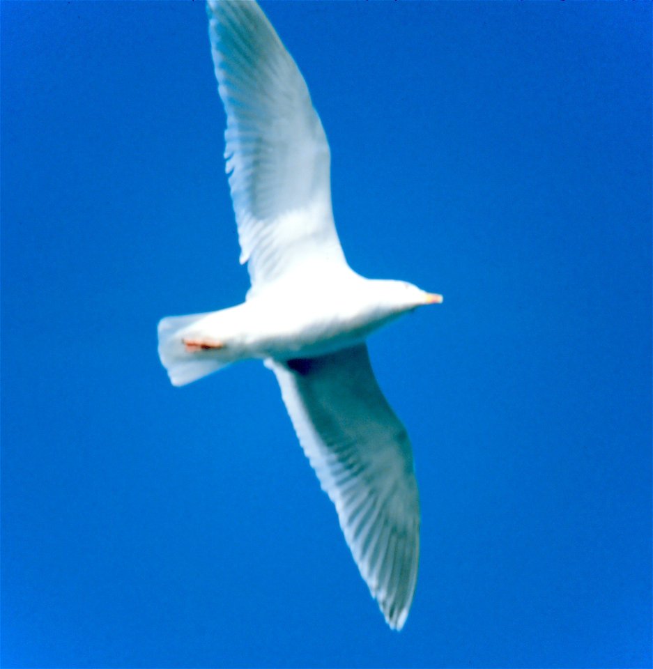 Glaucous Gull Larus hyperboreus, adult in flight