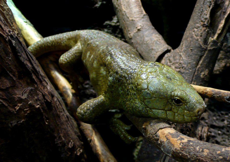 Solomon Islands skink (Corucia zebrata)