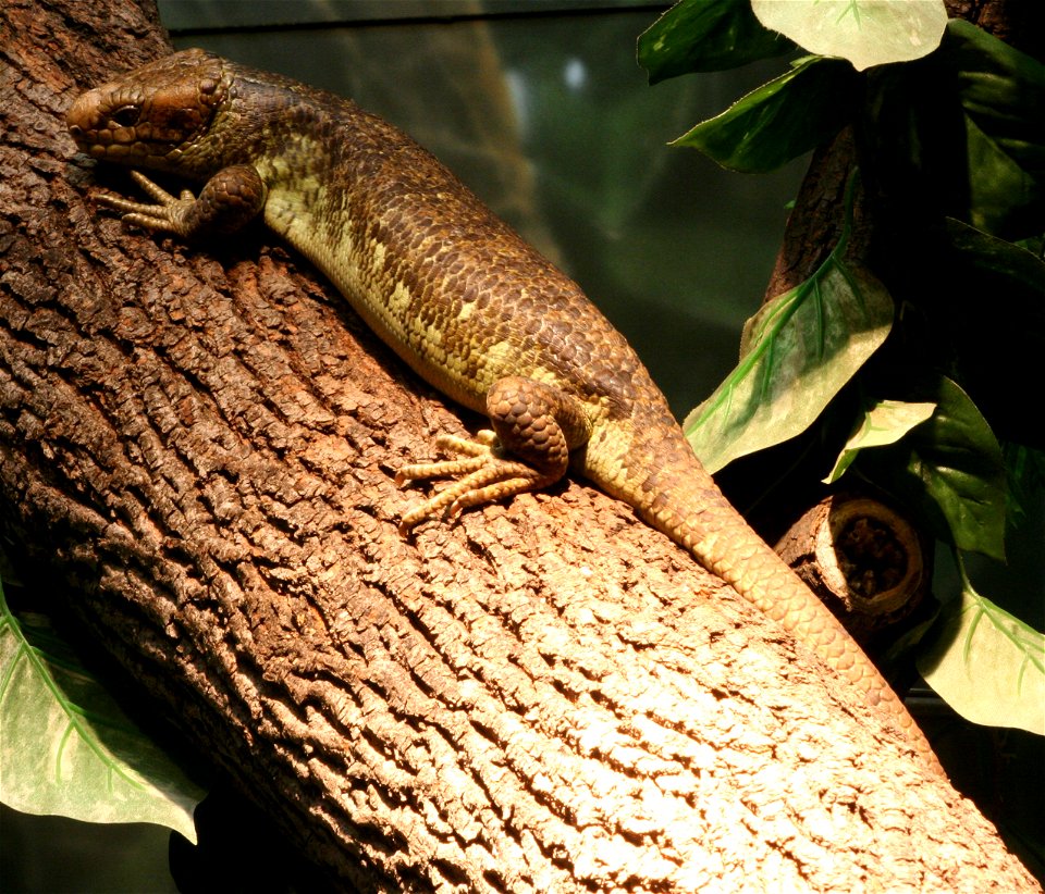Prehensile-tailed skink (Corucia zebrata) at the Buffalo Zoo