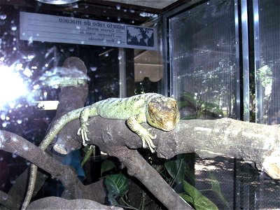 corucia zebrata