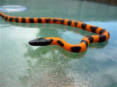 Juvenile Bismark Ringed Python