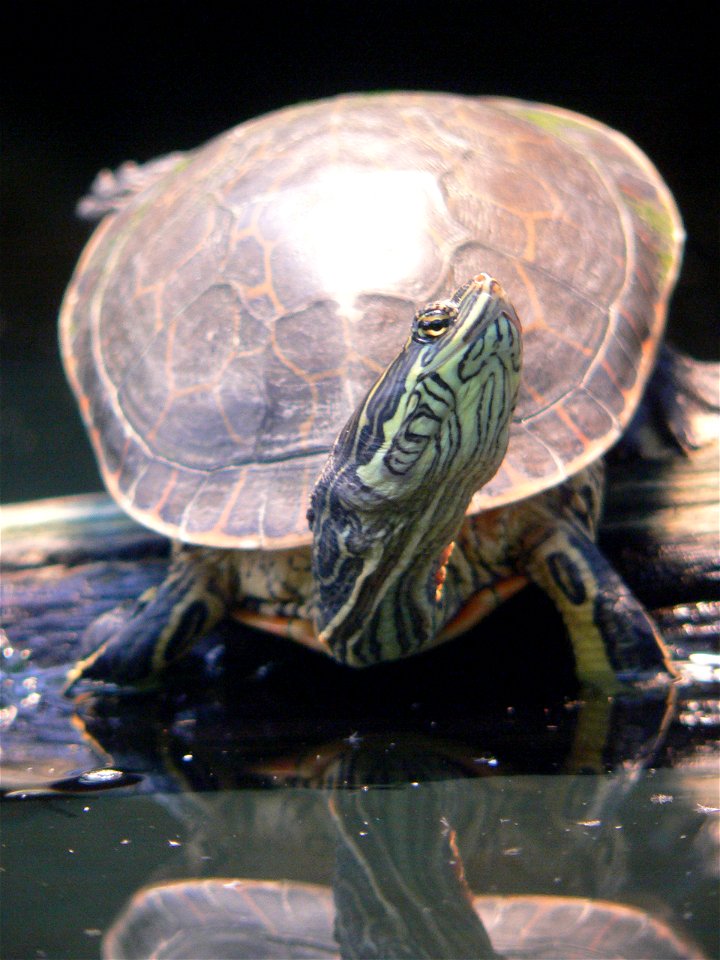 Deirochelys reticularia