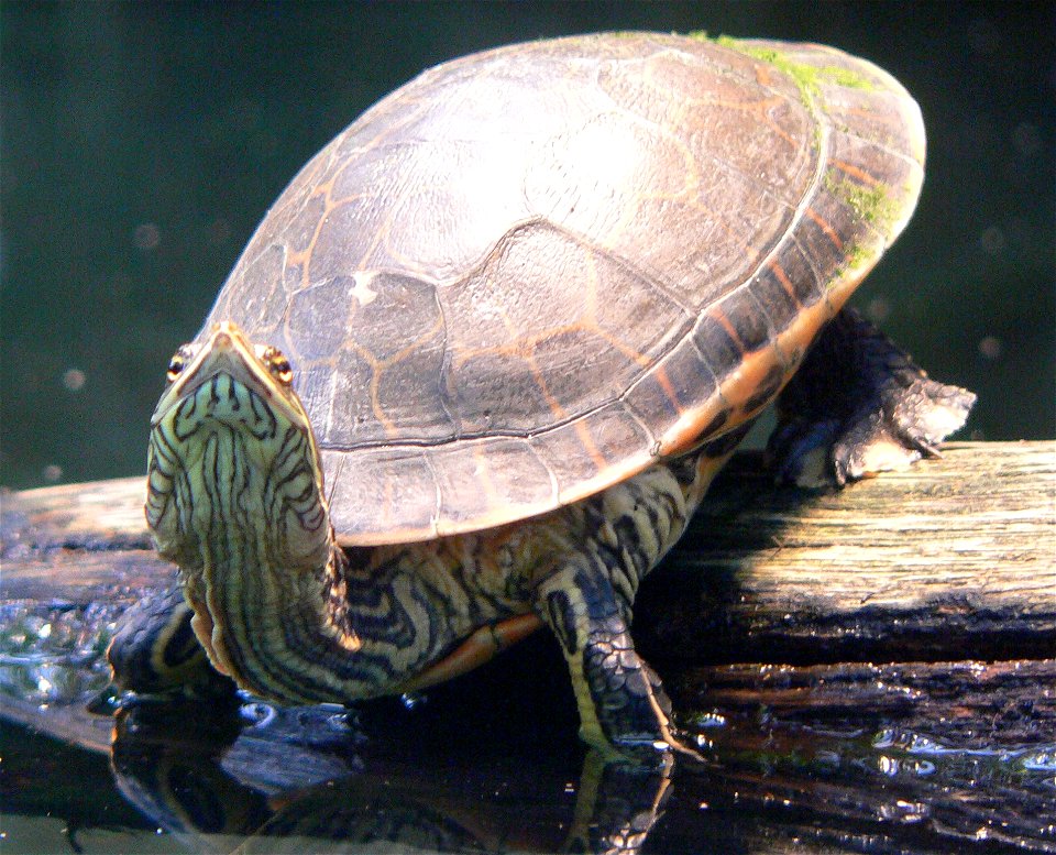Chicken Turtle (Deirochelys reticularia)