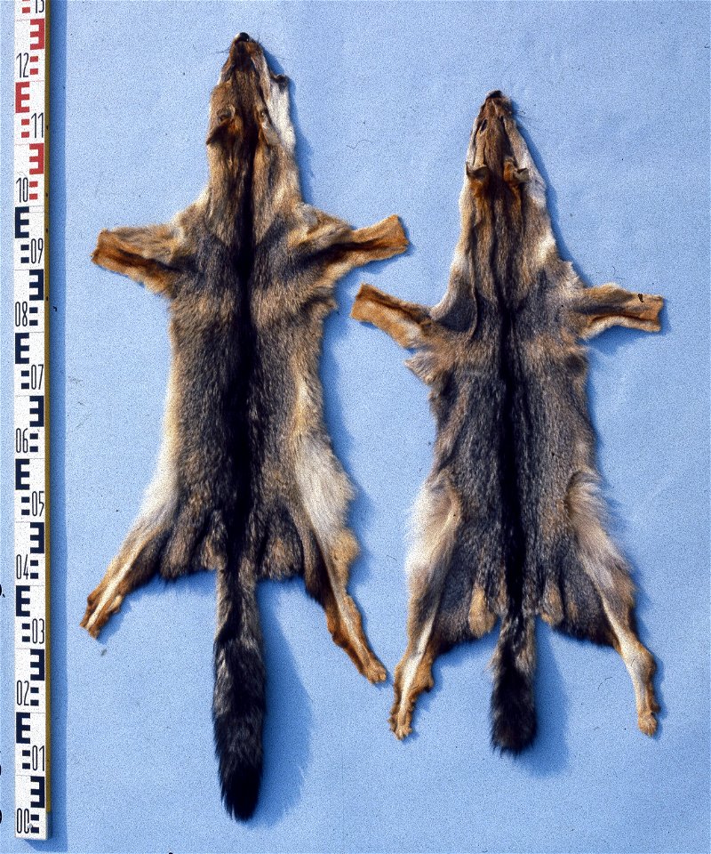 Pampas fox fur skin (Dusicyon gymnocerus). Fur skin collection, Bundes-Pelzfachschule, Frankfurt/Main, Germany