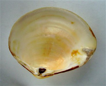 Mactra ovata ovata (inside) from New Zealand.




Public domainPublic domainfalsefalse





This work has been released into the  by its author, Graham Bould. This applies worldwide.In some countries 