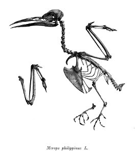 Merops philippinus