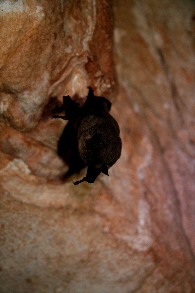 Hibernating gray bat (Myotis grisescens)

credit: USFWS/Ann Froschauer