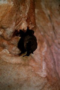 Hibernating gray bat (Myotis grisescens)

credit: USFWS/Ann Froschauer