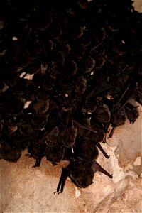 Cluster of hibernating gray bats (Myotis grisescens)

credit: USFWS/Ann Froschauer