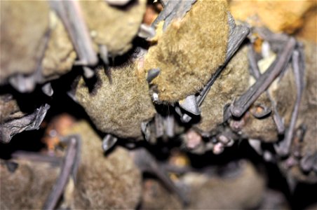 Gray bat, Montgomery Co., TN

photo credit: Cory Holliday