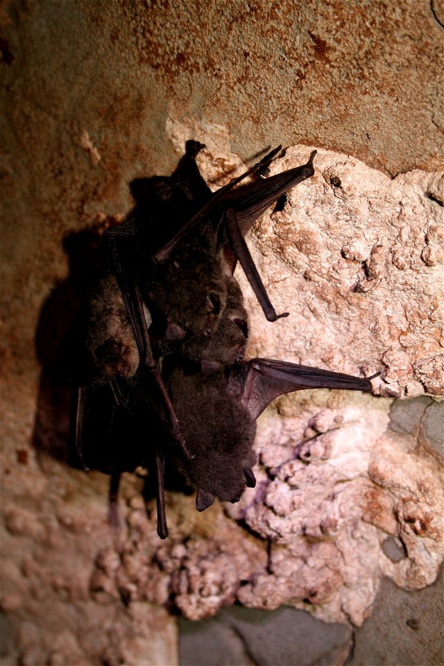 Cluster of hibernating gray bats (Myotis grisescens)

credit: USFWS/Ann Froschauer