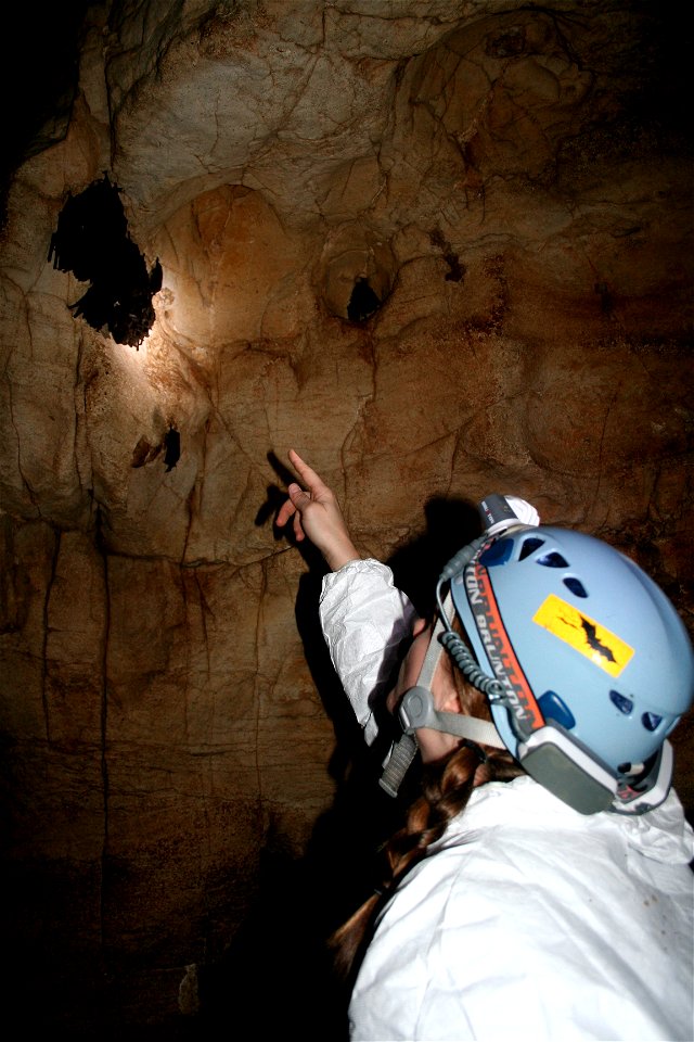 Kentucky Department of Fish and Wildlife Resources bat ecologist counts bats

credit: USFWS/Ann Froschauer