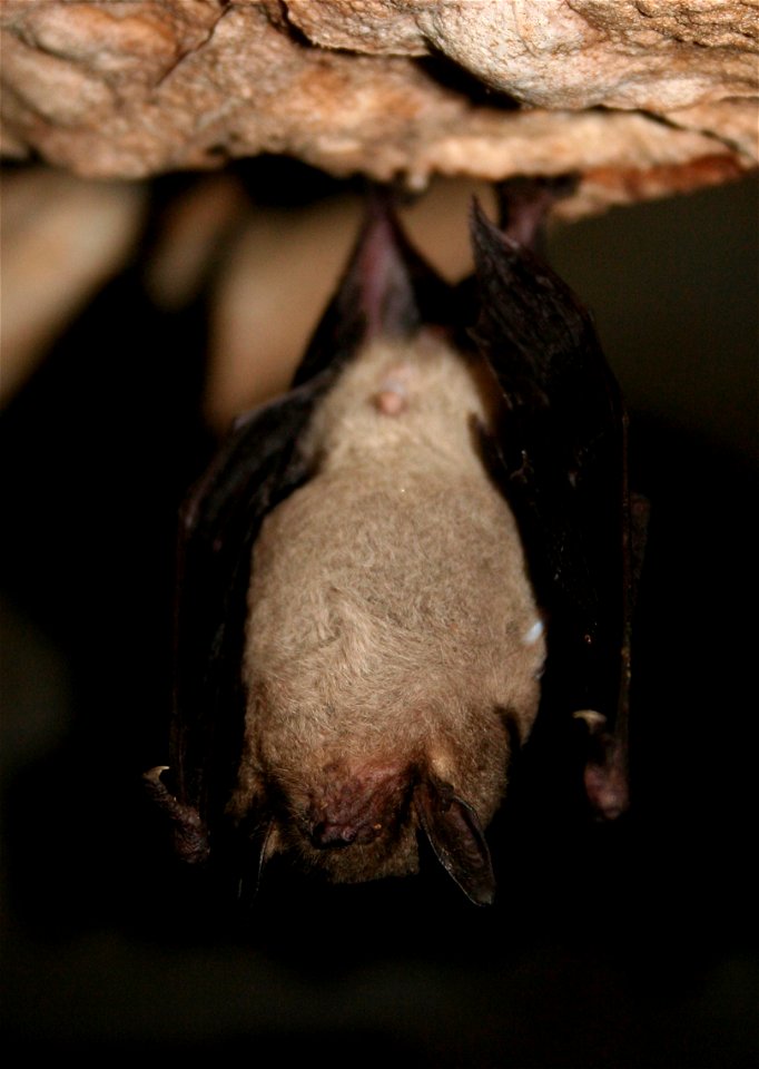 Hibernating gray bat (Myotis grisescens)

credit: USFWS/Ann Froschauer