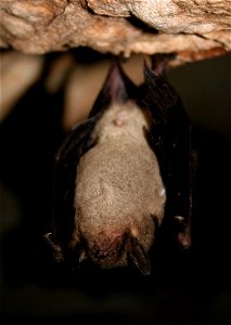 Hibernating gray bat (Myotis grisescens)

credit: USFWS/Ann Froschauer