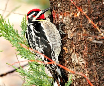 Sapsuckers do not suck sap, but are specialized for sipping it. Their tongues are shorter than those of other woodpeckers, and do not extend as far out. The tip of the tongue has small hair-like proje photo