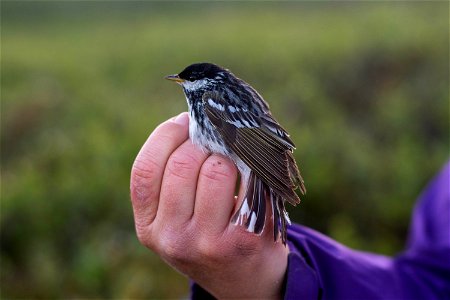 Bird Capture