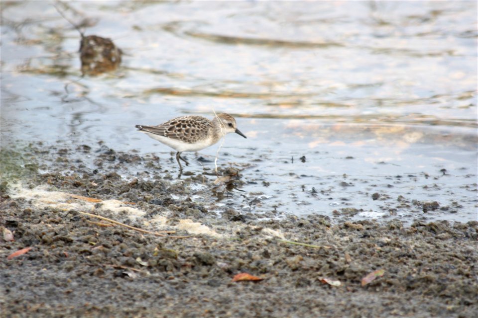 Semi-palmated Sandpiper
