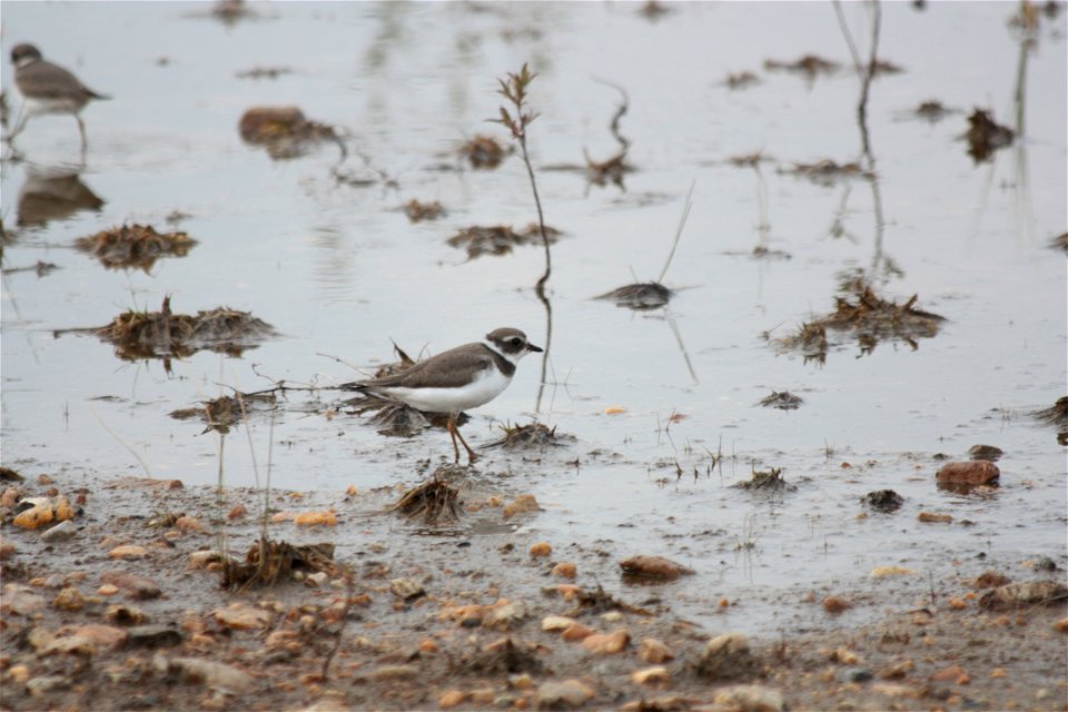 Semipalmated plover