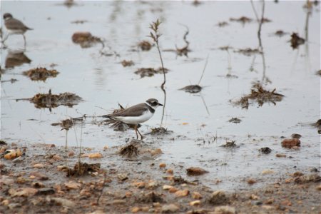 Semipalmated plover photo