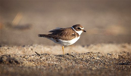 Semipalmated Plover You are free to use this image with the following photo credit: Peter Pearsall/U.S. Fish and Wildlife Service photo