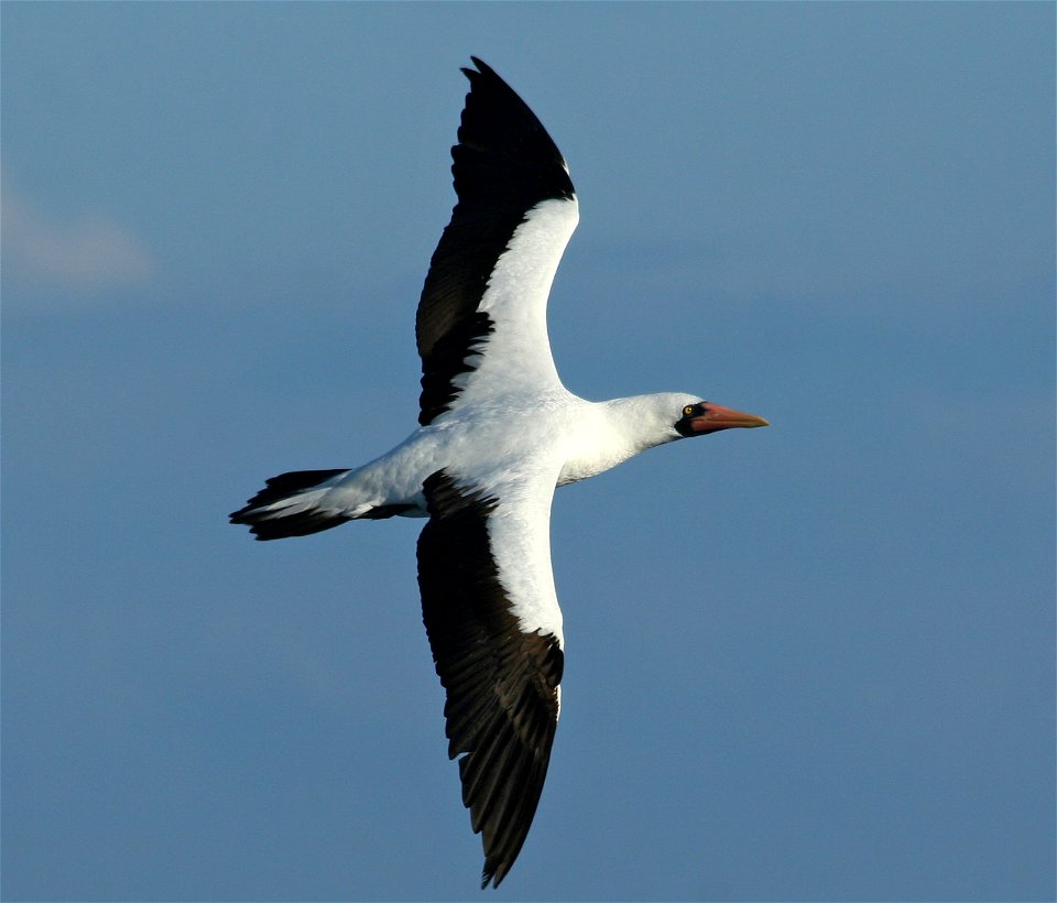 Nazca Booby (Sula granti) photographed by Tad Boniecki on Espanola Island, Galapagos, Ecuador in February 2007.