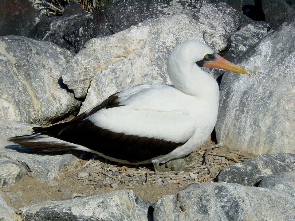 Sula granti, Nazca Booby from Galapagos  Álarcos szula