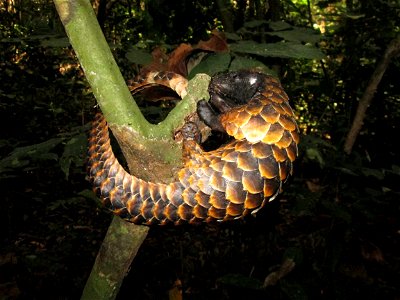 Manis tetradactyla
Photo credit to Rod Cassidy / Sangha Lodge
 

The United States is co-sponsoring four separate proposals to increase CITES protections for pangolins from Appendix II to Appendix I