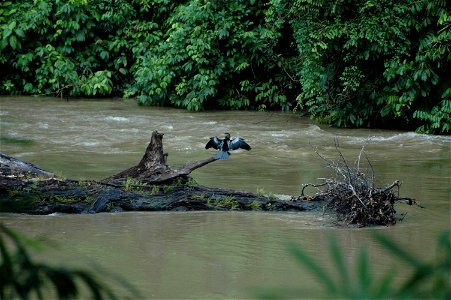 Oriental darter (Anhinga melanogaster) on Borneo