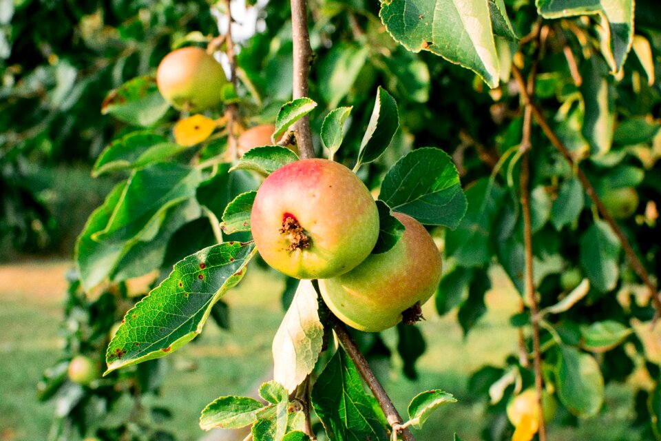 Ripe nature fruit trees