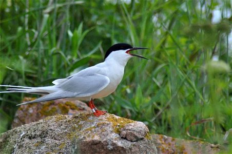 A roseate tern at the Nantucket National Wildlife Refuge, MA. Credit: Amanda Boyd/USFWS