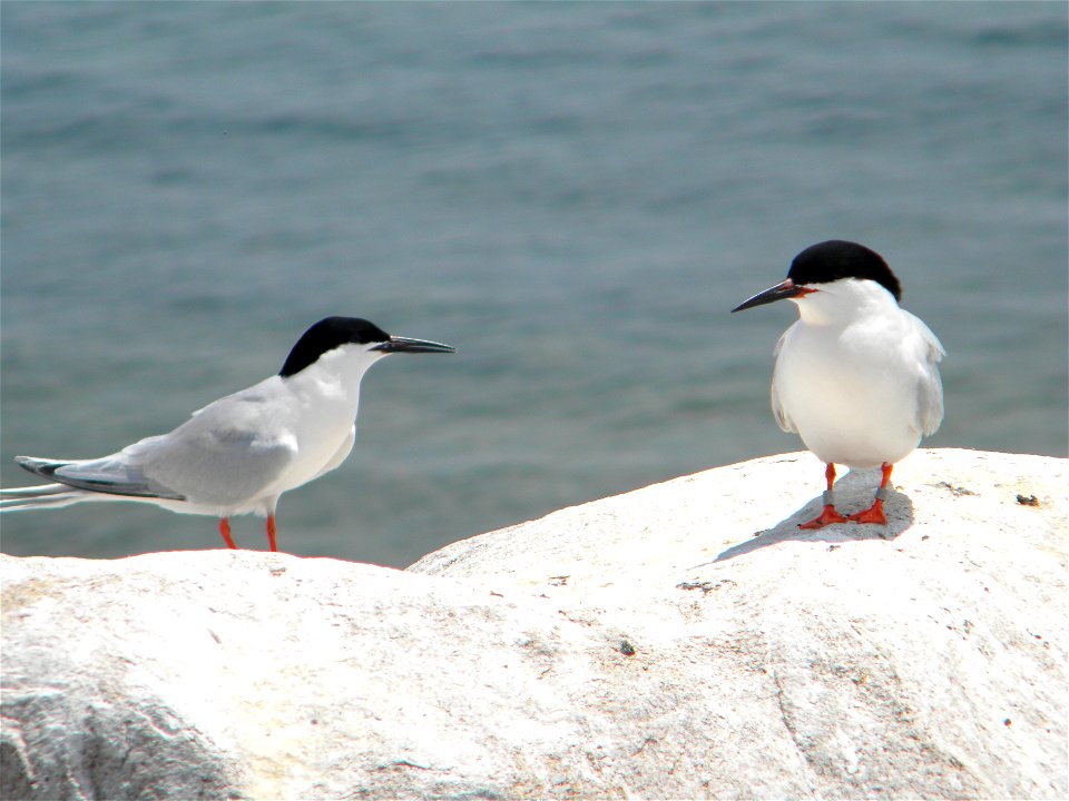 Great Gull Island is also home to a colony of Roseate Terns.


Credit: Sarah Nystrom