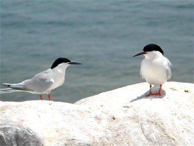 Great Gull Island is also home to a colony of Roseate Terns.


Credit: Sarah Nystrom