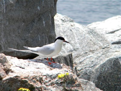 This roseate tern is color banded, with a silver steel U.S. Fish and Wildlife Service band on the left leg and a gray plastic color band on the right leg.


Credit: Sarah Nystrom