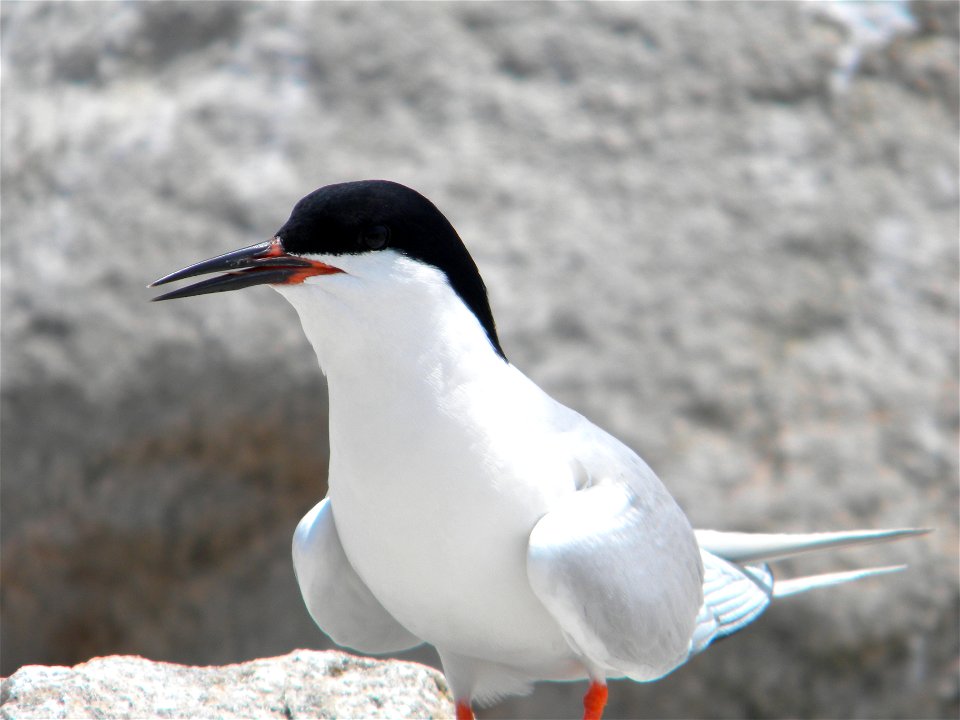 Roseate Tern at Great Gull Island, NY. Their bills are mostly black, while Common Tern bills are mostly orange.


Credit: Sarah Nystrom