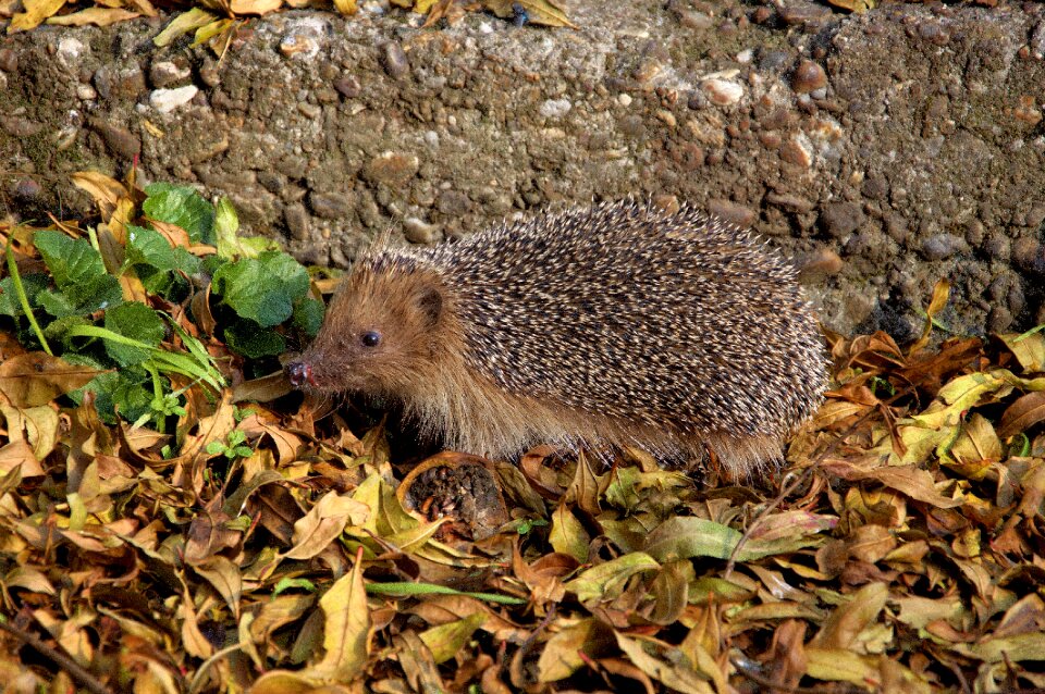 Nature curly animal