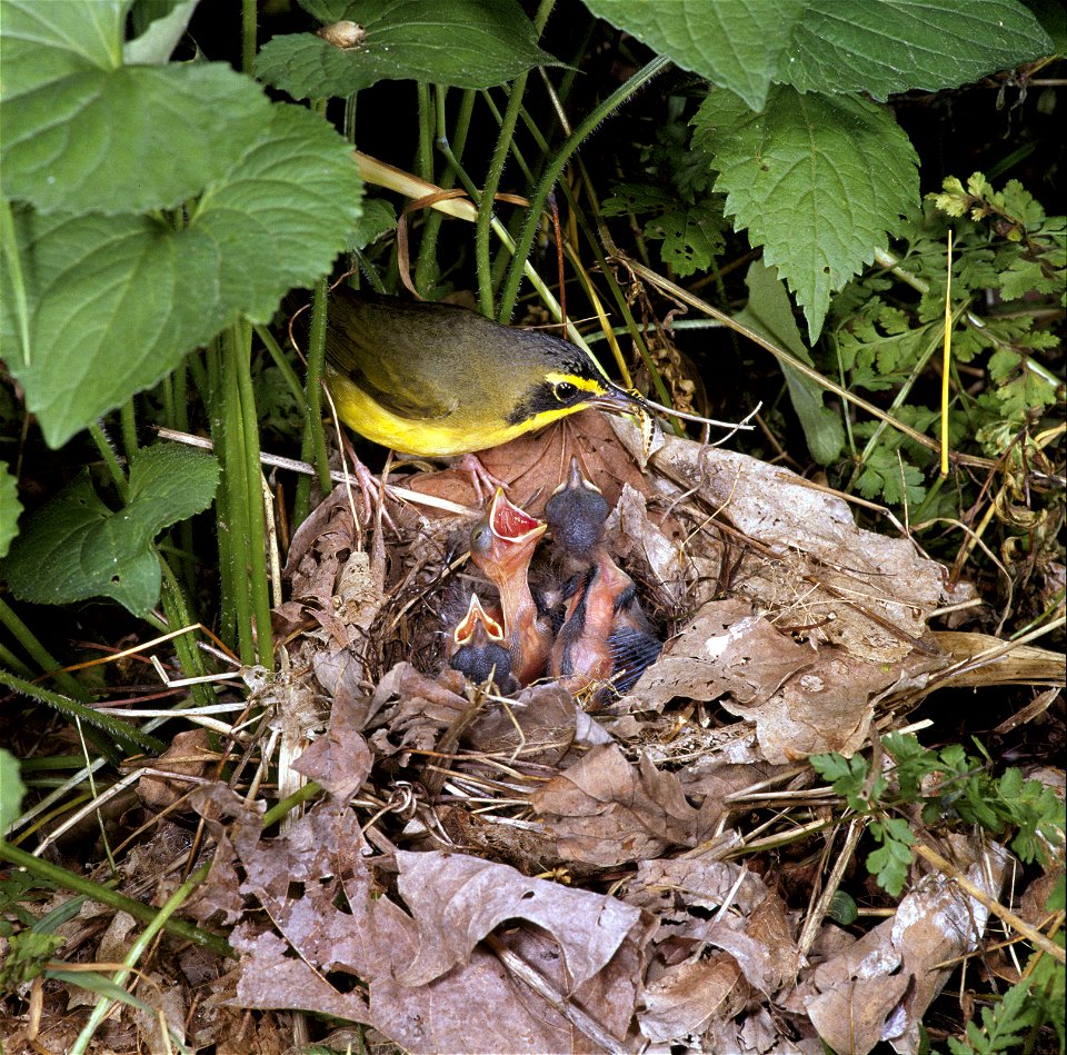 Kentucky Warbler (Oporornis formosus) feeding chicks